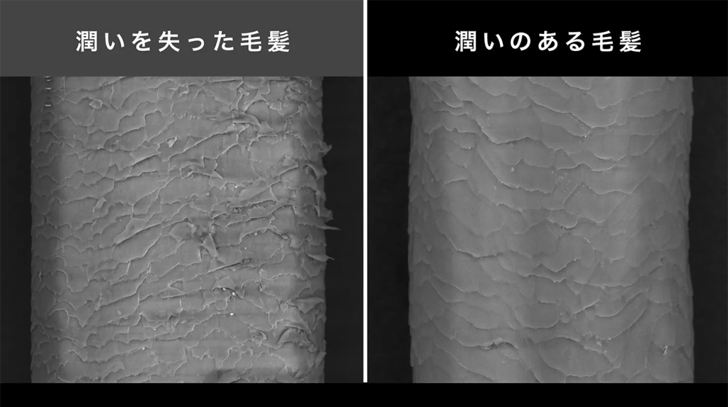 潤いを失った毛髪 vs 潤いのある毛髪